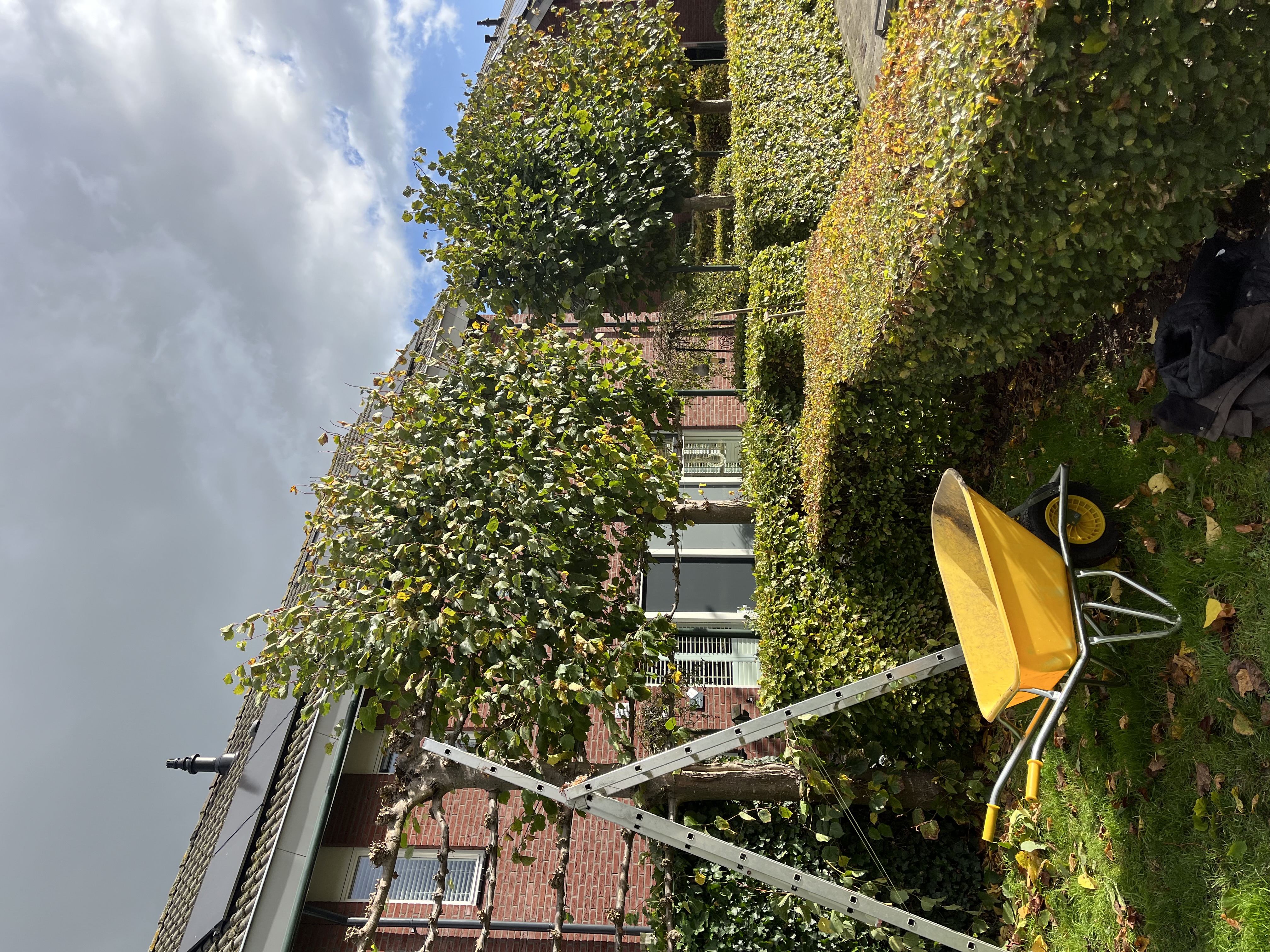 Boomverzorging en snoeiwerk aan bomen en klimplanten — Westhuis Tuinen
